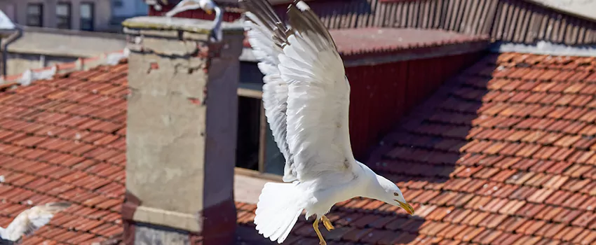Residential Chimney Animal Removal Solution in Niles, OH