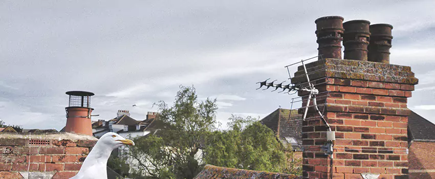 Chimney Cleaning And Restoration in Niles, Ohio
